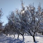 Nussbäume im Winter 2