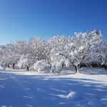 haselnuss_winter_2
