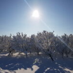 haselnussfeld_winter